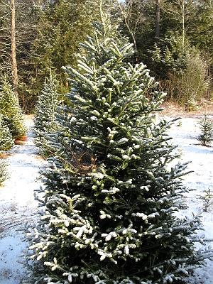 tree