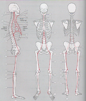 Yoga Workshop: Chakras and the Deep Front Fascial Line