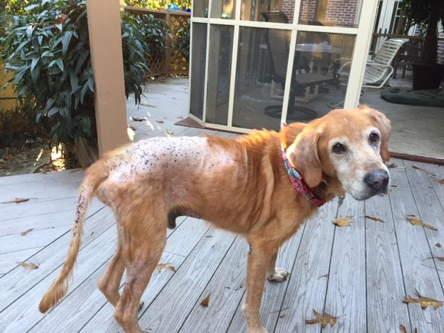 Blog Golden Retriever Rescue Of Atlanta