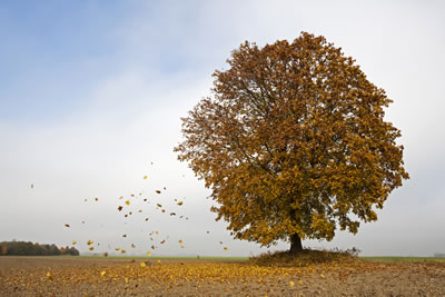 windy-tree-leaves.jpg