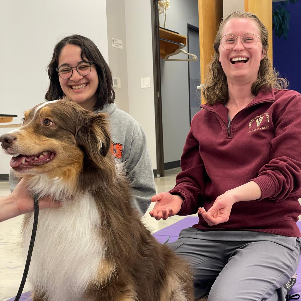 Medical Acupuncture for Veterinarians (MAV) Celebrates 25 Years of ...