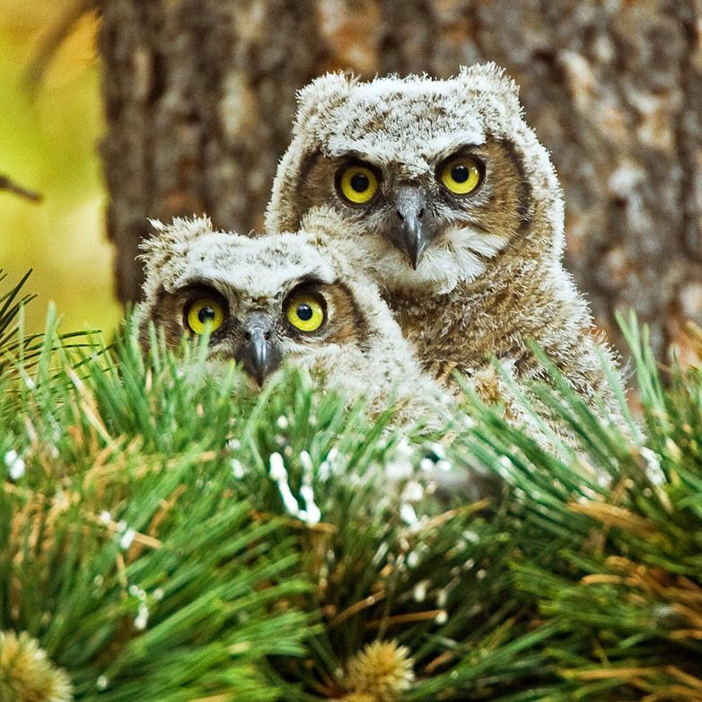 great_horned_owl_chicks