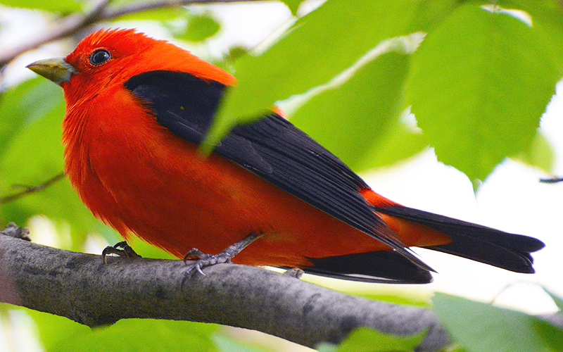 Scarlet Tanager