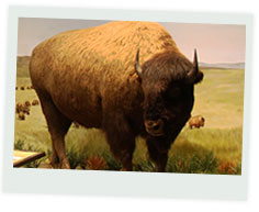 The Buffalo and Horse in Southern Plains Culture