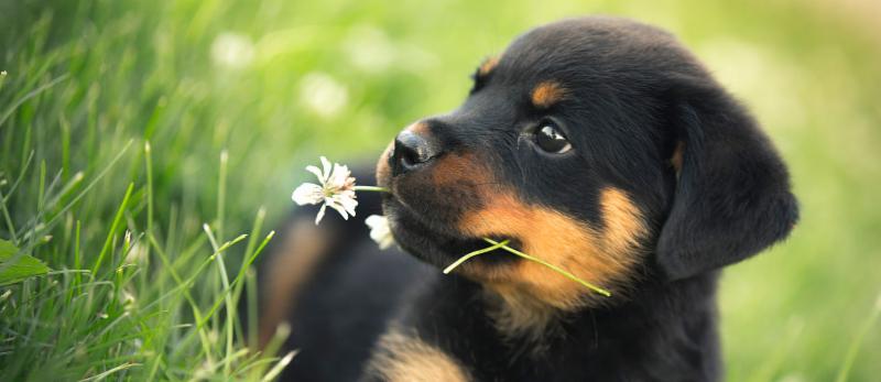 rottweiler varieties february newsletter 2016 tlc pet care centers springfield nearsay rottweiler varieties february newsletter 2016 tlc pet care centers springfield nearsay