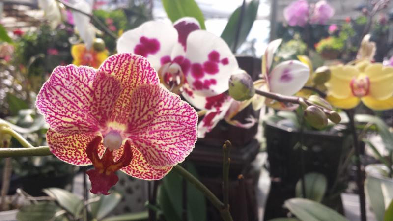 Orchids 101