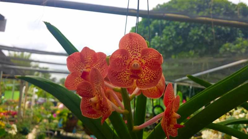 Repotting Orchids Workshop