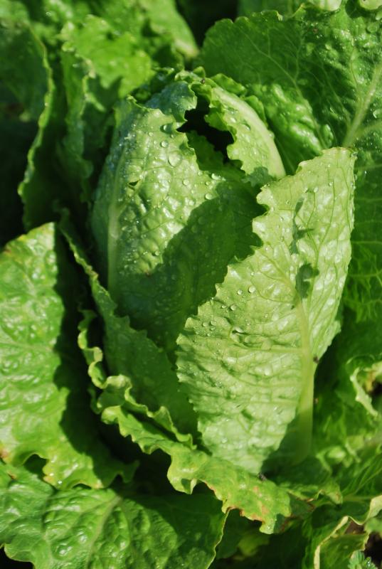 los olivos lettuce from farm
