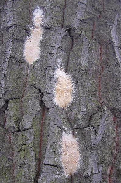 Gypsy moth egg mass