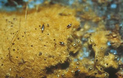 egg mass parasitized by Trichogramma