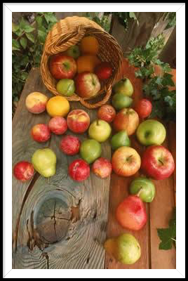 fruit-basket.jpg